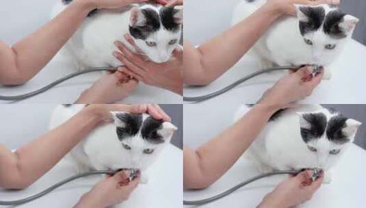 兽医给小猫看病检查身体高清在线视频素材下载