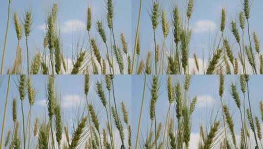 蓝天白云和绿色的麦子高清在线视频素材下载