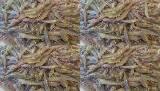 福建厦门第八市场海鲜市场售卖的虾慢动作高清在线视频素材下载