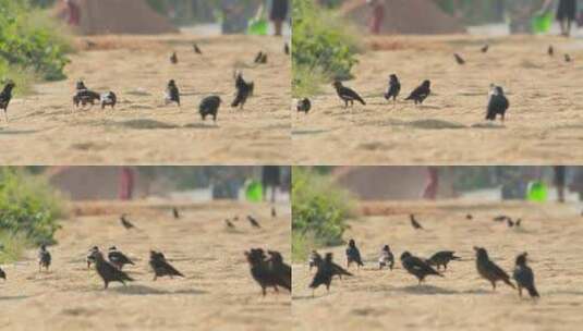 秋天农村一群八哥鸟偷吃粮食高清在线视频素材下载