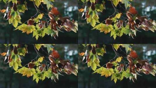 秋泛河面光的树叶高清在线视频素材下载