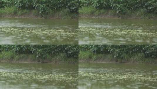 农村阴天下雨水滴池塘涟漪高清在线视频素材下载
