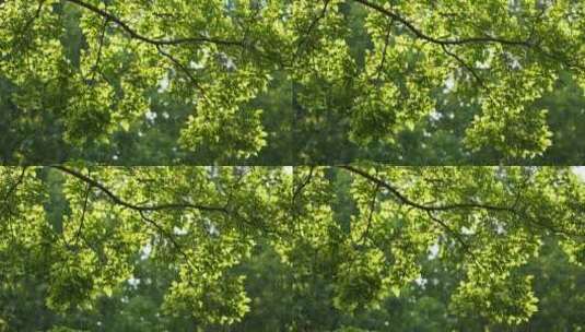 春天阳光透过树叶翠绿唯美高清在线视频素材下载