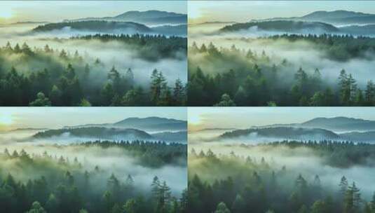 清晨云雾森林高清在线视频素材下载