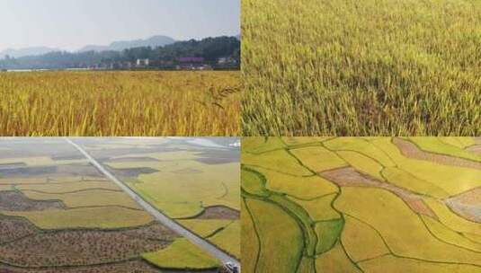 贵州省遵义市贡米村稻谷收获航拍 秋高清在线视频素材下载