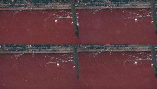 4K升格实拍大雪中的北京故宫红墙柿子树高清在线视频素材下载