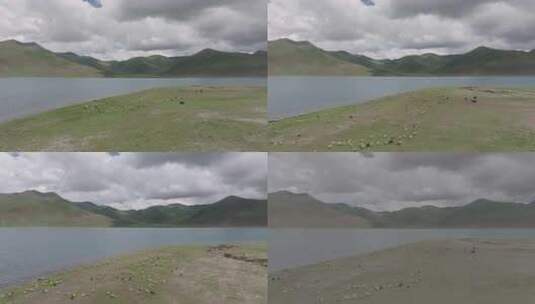 航拍西藏雅鲁藏布江变成群的牛羊高清在线视频素材下载
