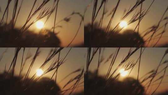 日出阳光穿过随风飘动的野草高清在线视频素材下载