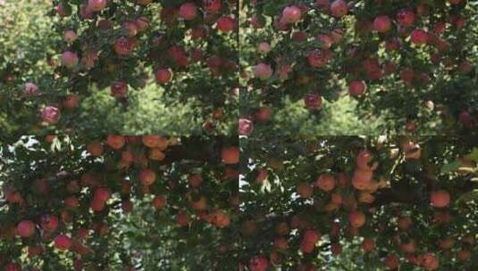 苹果 苹果树 贴字苹果 喜结良缘 夏天 阳光高清在线视频素材下载