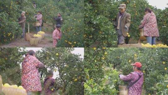 农民采摘橙子高清在线视频素材下载