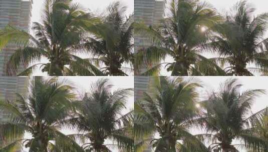 阳光穿过椰子树高清在线视频素材下载