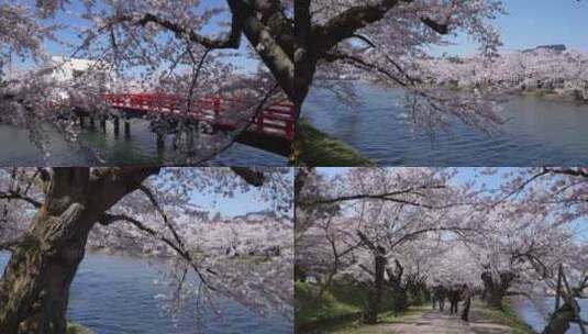 治愈白色日本樱花河流看樱花合集高清在线视频素材下载