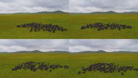 甘南草原夏季牦牛羊群4K航拍高清在线视频素材下载