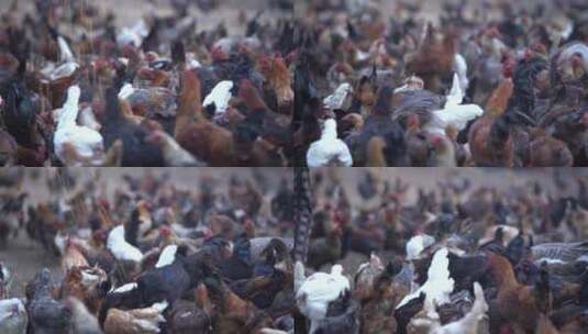 农家散养土鸡25帧原素材高清在线视频素材下载