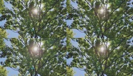 阳光树影高清在线视频素材下载