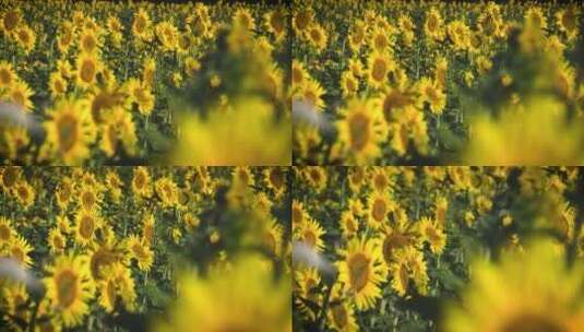 农场里的向日葵种植园高清在线视频素材下载