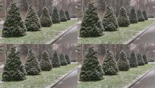 雪花飘落在公园的松树上高清在线视频素材下载