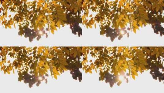 金秋天暖色阳光透过金黄树叶高清在线视频素材下载