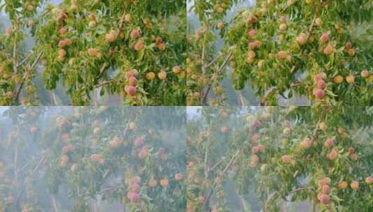 长满果实的树旁有烟雾高清在线视频素材下载