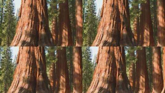 优胜美地国家公园的巨型红杉高清在线视频素材下载