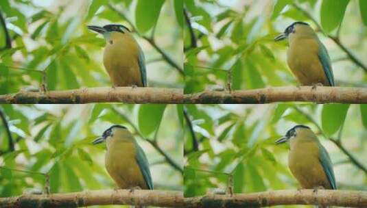 一只漂亮的小鸟站在树枝上高清在线视频素材下载