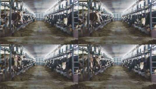 奶牛在吃食物高清在线视频素材下载
