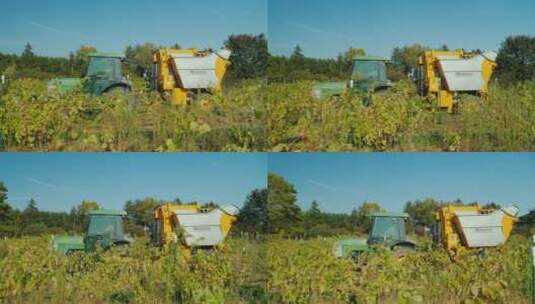 农民收获葡萄园高清在线视频素材下载