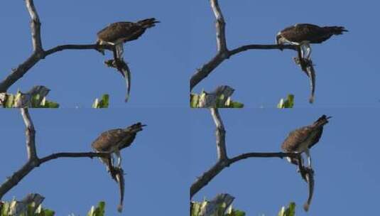 一只鱼鹰在树枝上吃鱼高清在线视频素材下载
