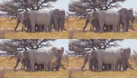 国家公园里的三头大象高清在线视频素材下载