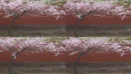 中国北京故宫春季绽放的花高清在线视频素材下载