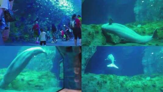 海洋公园鲸鱼馆视频小幼儿游广东长隆水族馆高清在线视频素材下载