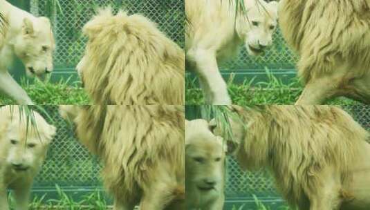 动物园里的狮子高清在线视频素材下载