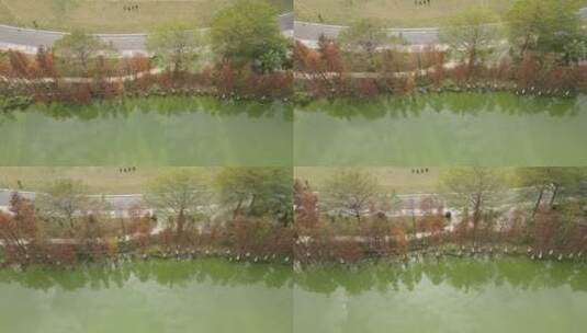 水边的落羽树高清在线视频素材下载