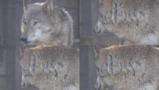 特写动物园里的野狼狼性高清在线视频素材下载