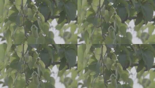 树叶嫩绿的树叶LOG高清在线视频素材下载