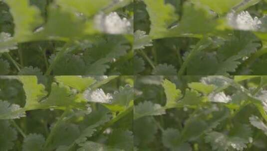 香菜温室生长LOG素材高清在线视频素材下载