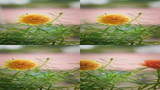 4K花草植物素材——太阳花高清在线视频素材下载