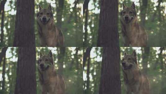 野狼生活在森林里高清在线视频素材下载