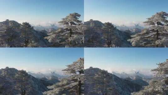 黄山雪景雪松晴天蓝白冰雪世界高清在线视频素材下载