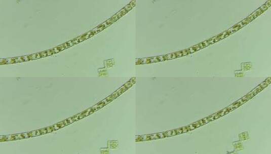 生物科普科研素材 连成一串的硅藻1高清在线视频素材下载