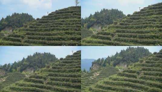 南岳衡山云雾茶茶场高清在线视频素材下载