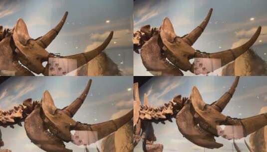 【镜头合集】大型恐龙化石猛犸象高清在线视频素材下载