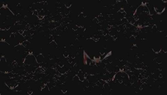 带通道 蝙蝠群飞过高清在线视频素材下载