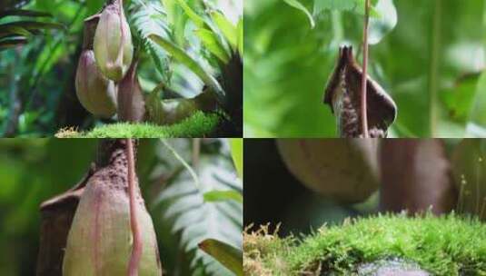 【镜头合集】猪笼草食虫草珍稀植物热带高清在线视频素材下载