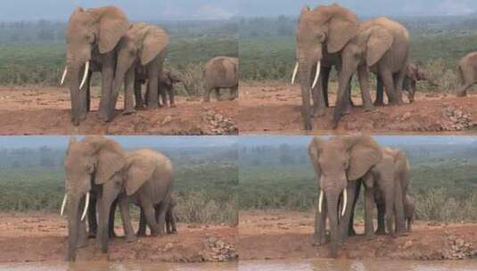 池塘里的一群大象高清在线视频素材下载