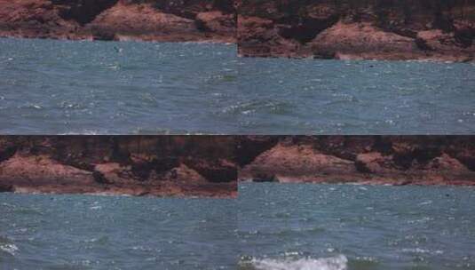 礁石 岸边 海浪 海鸥 慢动作素材高清在线视频素材下载