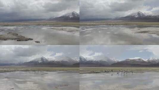 漫游在西藏拉萨市当雄县阿热湿地的黑颈鹤高清在线视频素材下载