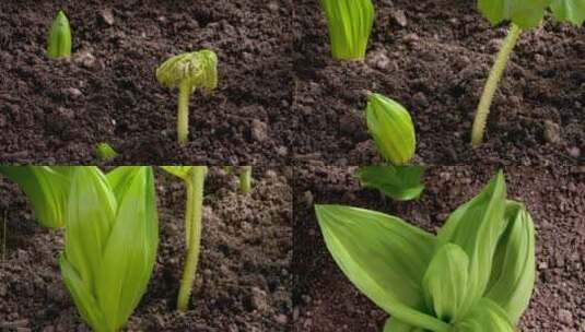 植物生长发芽破土而出高清在线视频素材下载