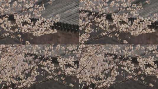 4K拍摄一枝桃花高清在线视频素材下载