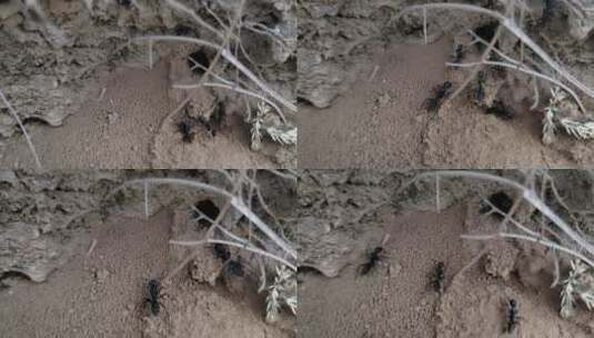 蚂蚁学上的生物奇观高清在线视频素材下载